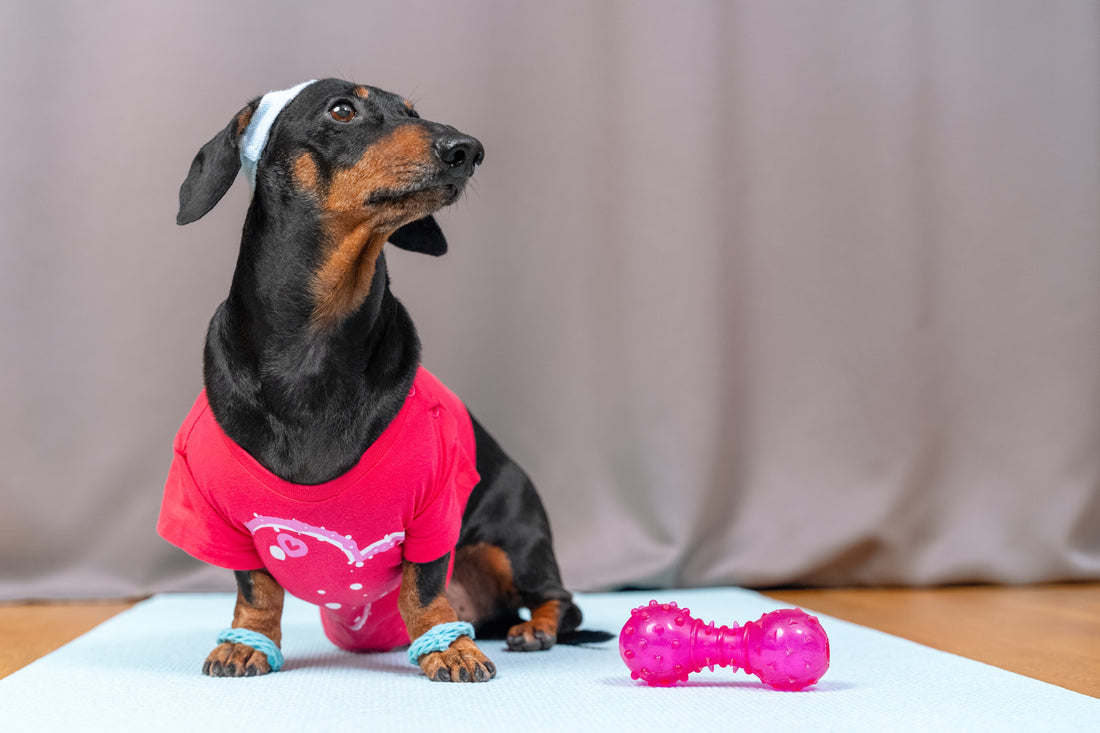 El peso ideal: un acto de amor hacia tu mascota ❤️