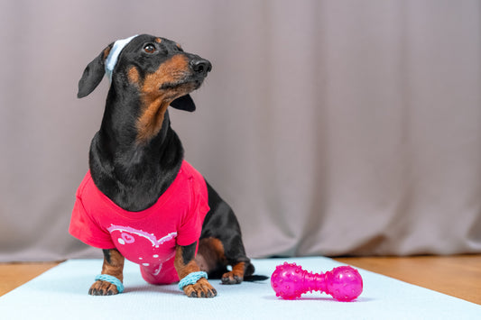 El peso ideal: un acto de amor hacia tu mascota ❤️