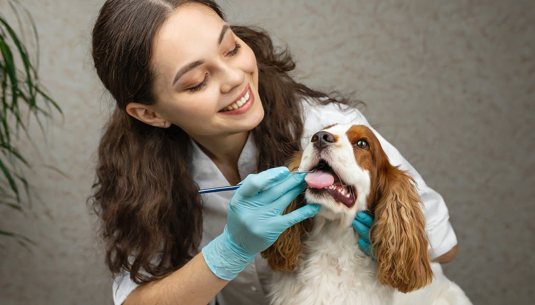 🦷 La salud dental de tu mascota: mucho más importante de lo que imaginas