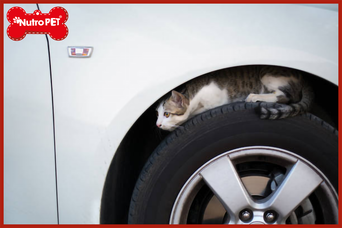 ¿Por qué en invierno siempre deberías dar unos golpes en el capó antes de arrancar el coche?