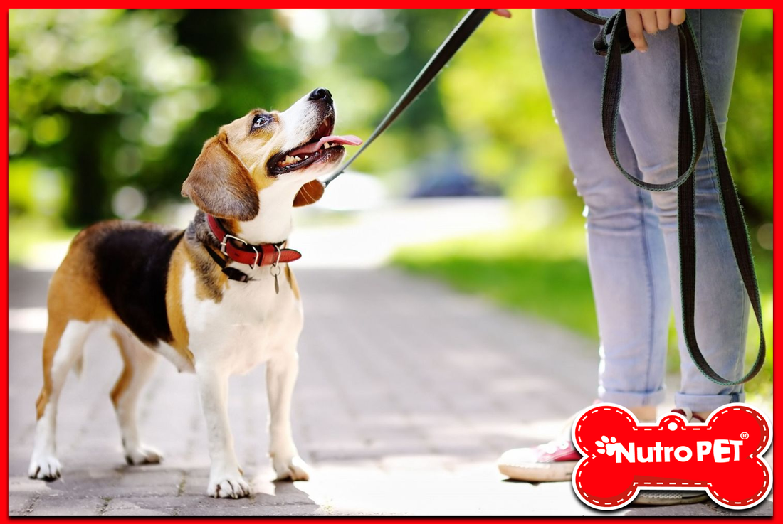 ¿Con qué frecuencia sale a pasear tu perro?