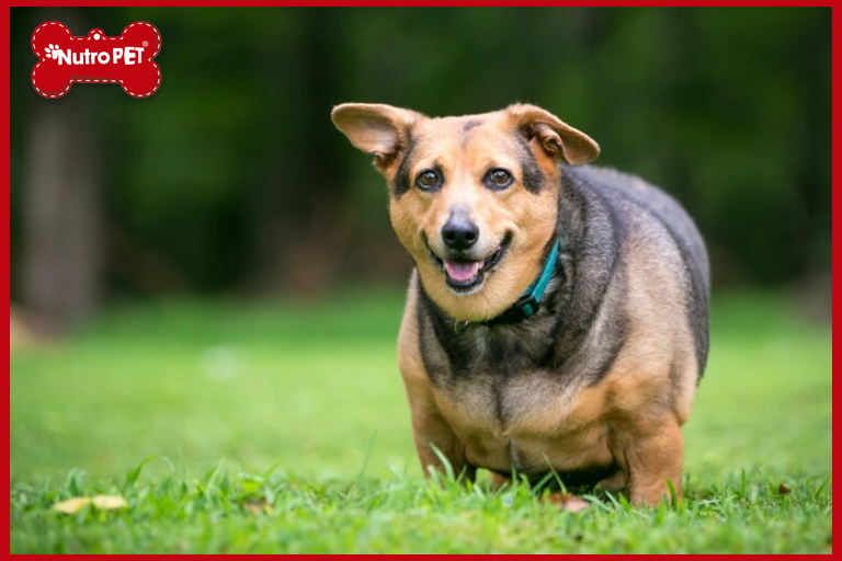 ¿Tu Perro Tiene Sobrepeso? No Lo Tomes A La Ligera