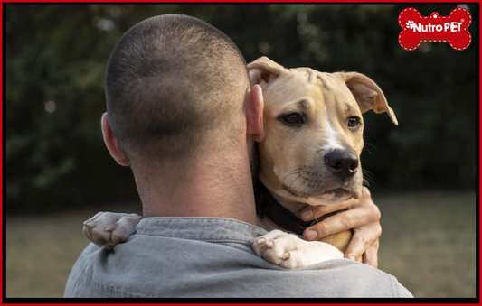 10 tips para prepararte al adoptar un perro