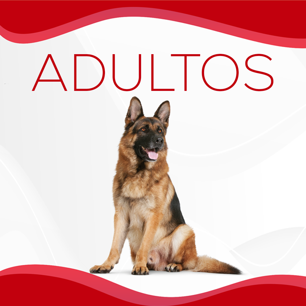 Perros Adultos