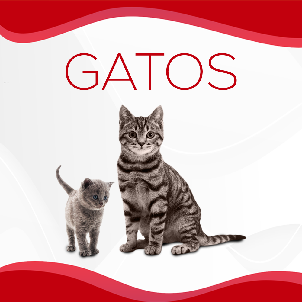 Gatos