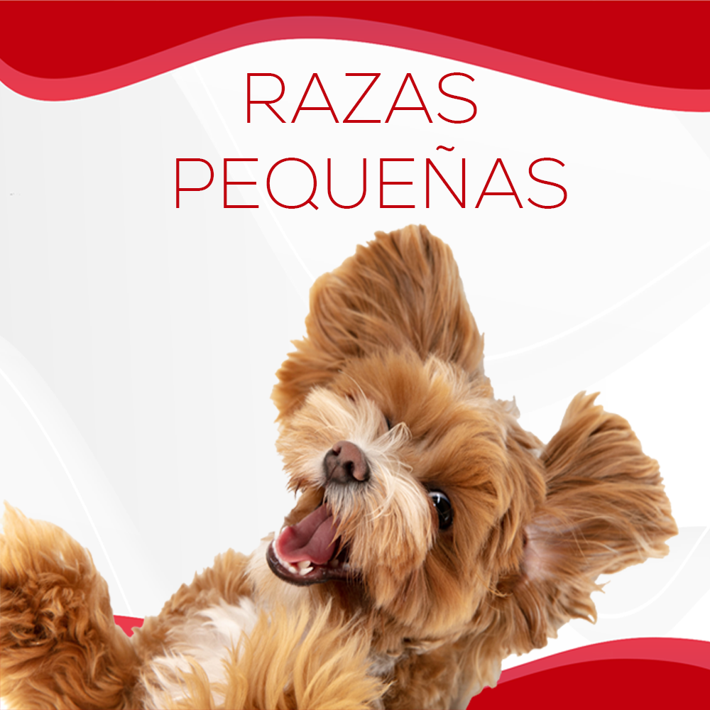 Perros Razas Pequeñas